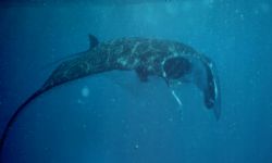 Whilst waiting for the next dive 3 mantas appeared next t... by David Thompson 